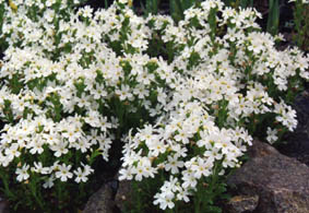 Erinus alpinus 'albus'